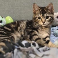 Milwaukee Record Cat Of The Week: Present