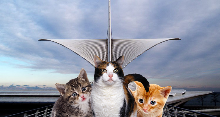 A comprehensive guide to finding cats at Milwaukee Art Museum