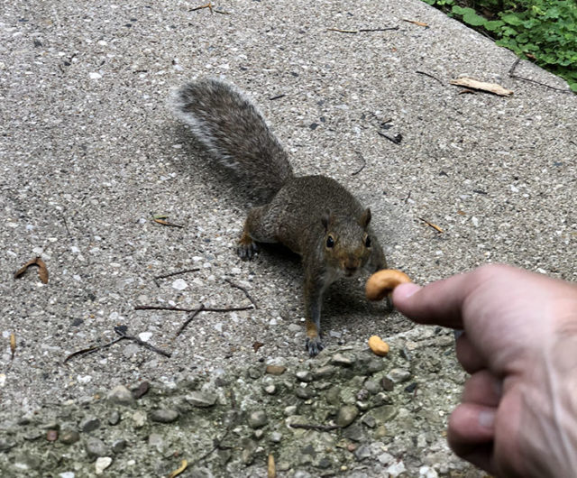 Just a man and his squirrel: The story of “Peapod”