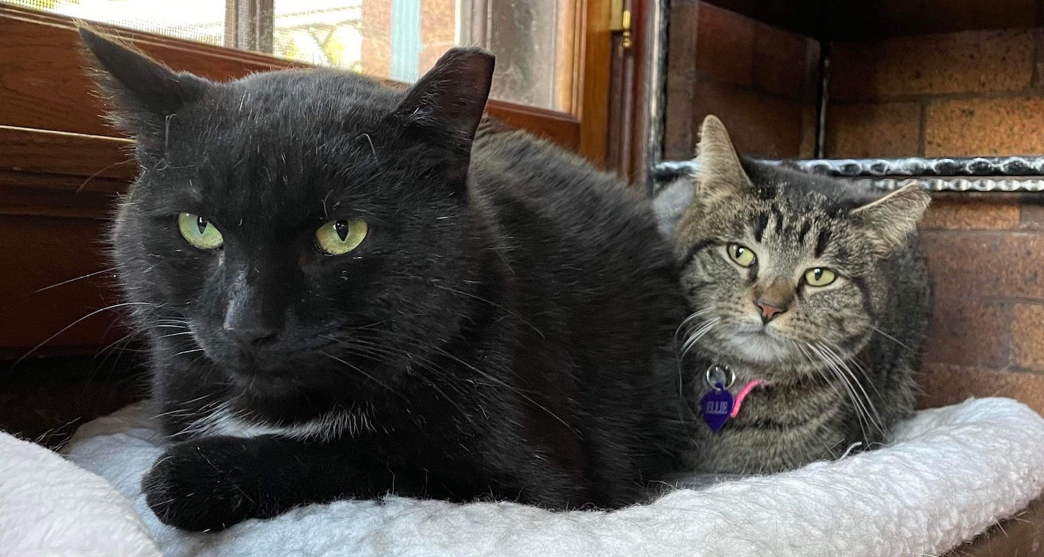Milwaukee Record's Cats Of The Week: Ozzie and Ellie