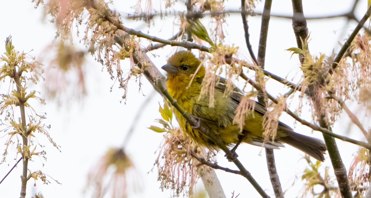 The rarest bird to ever venture to Wisconsin is currently in the region