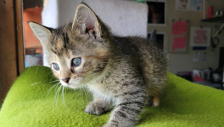 Milwaukee Record Cat Of The Week: Dusty