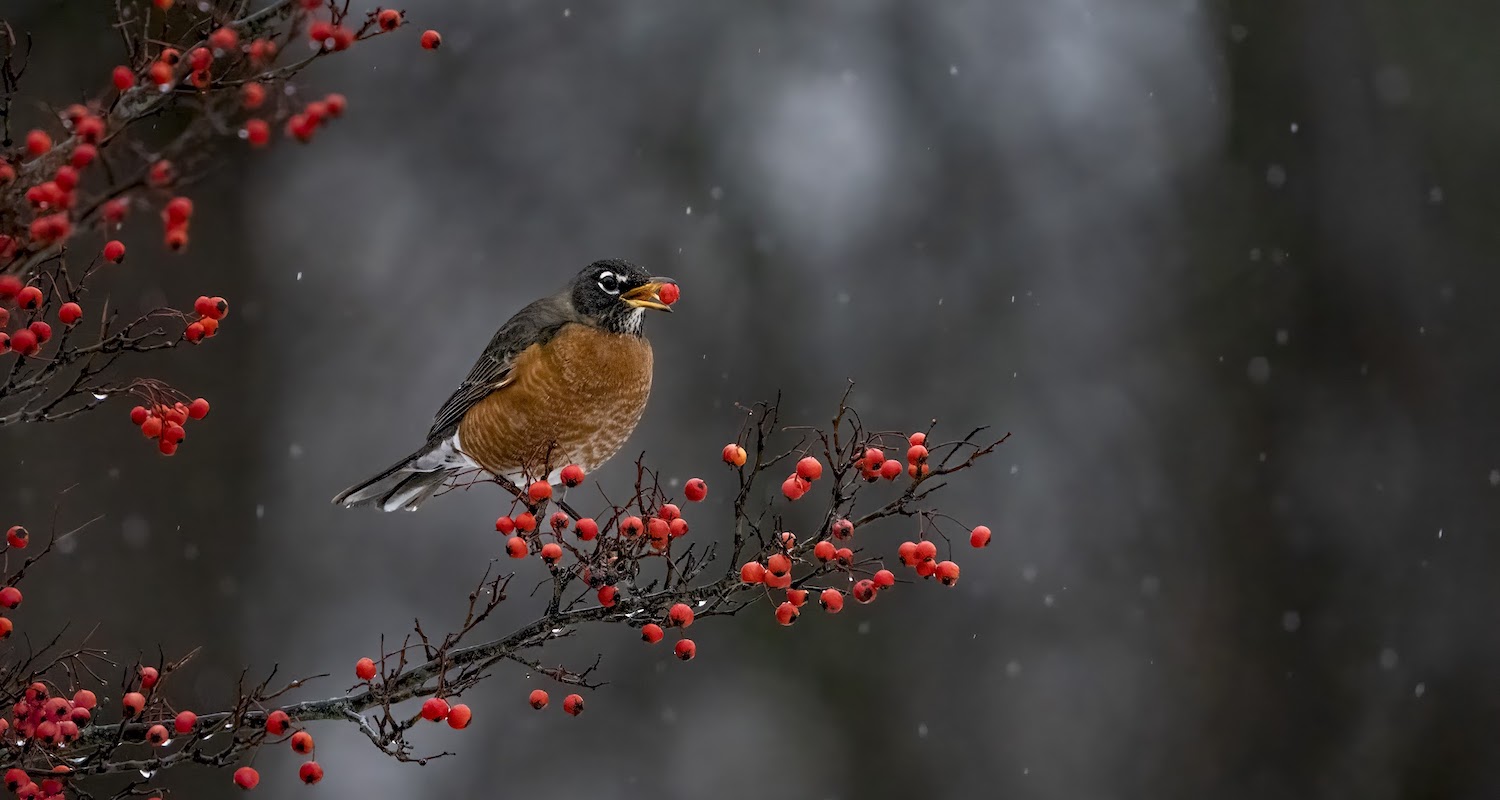 Fall signals bird migration season in Wisconsin | Milwaukee Record