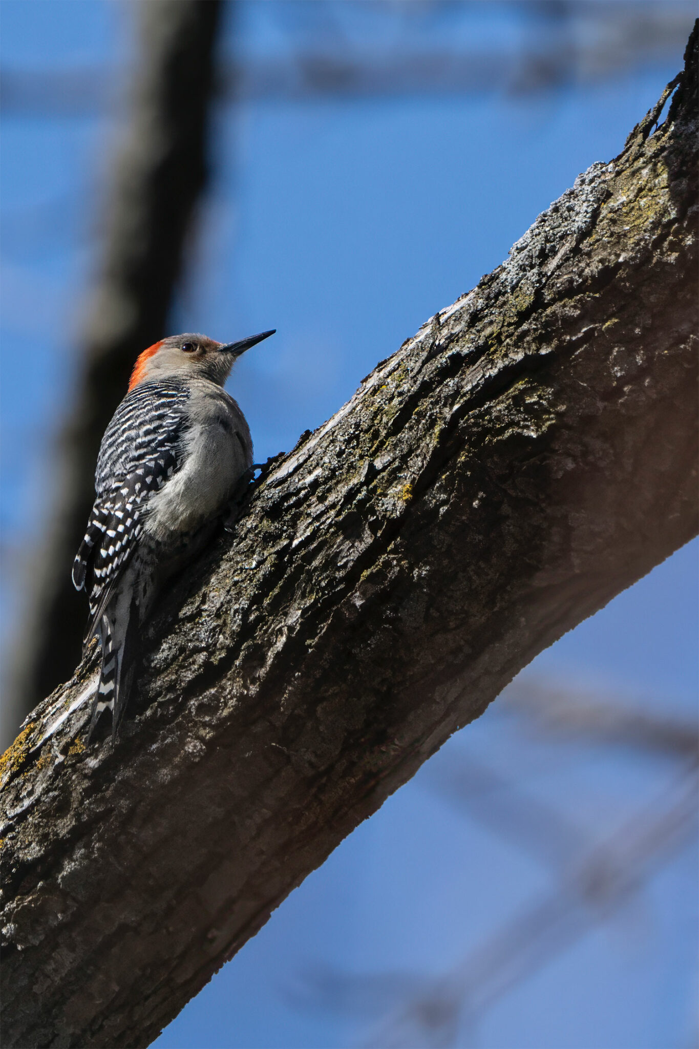 Bird City, Milwaukee County Touring the parks of Glendale (and keeping