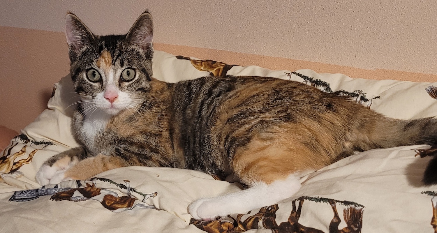 Milwaukee Record Cat Of The Week: Aspen | Milwaukee Record