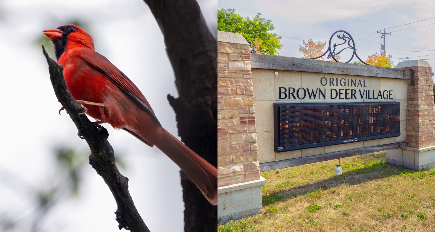 Bird City, Milwaukee County Brown Deer and Lights Out