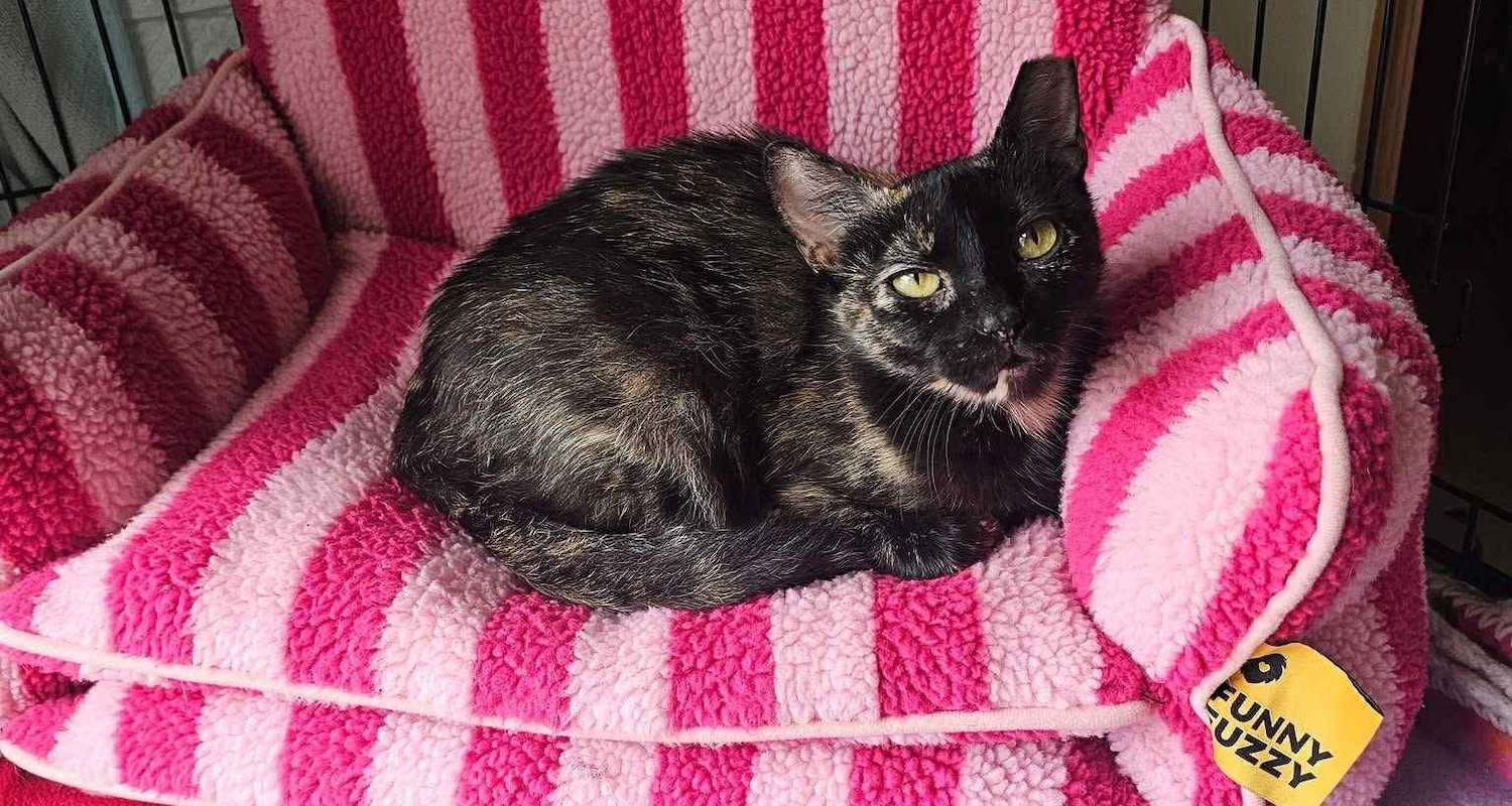 Milwaukee Record Cat Of The Week: Camila | Milwaukee Record