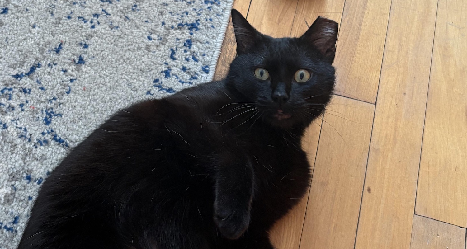 Milwaukee Record Cat Of The Week: Crow | Milwaukee Record