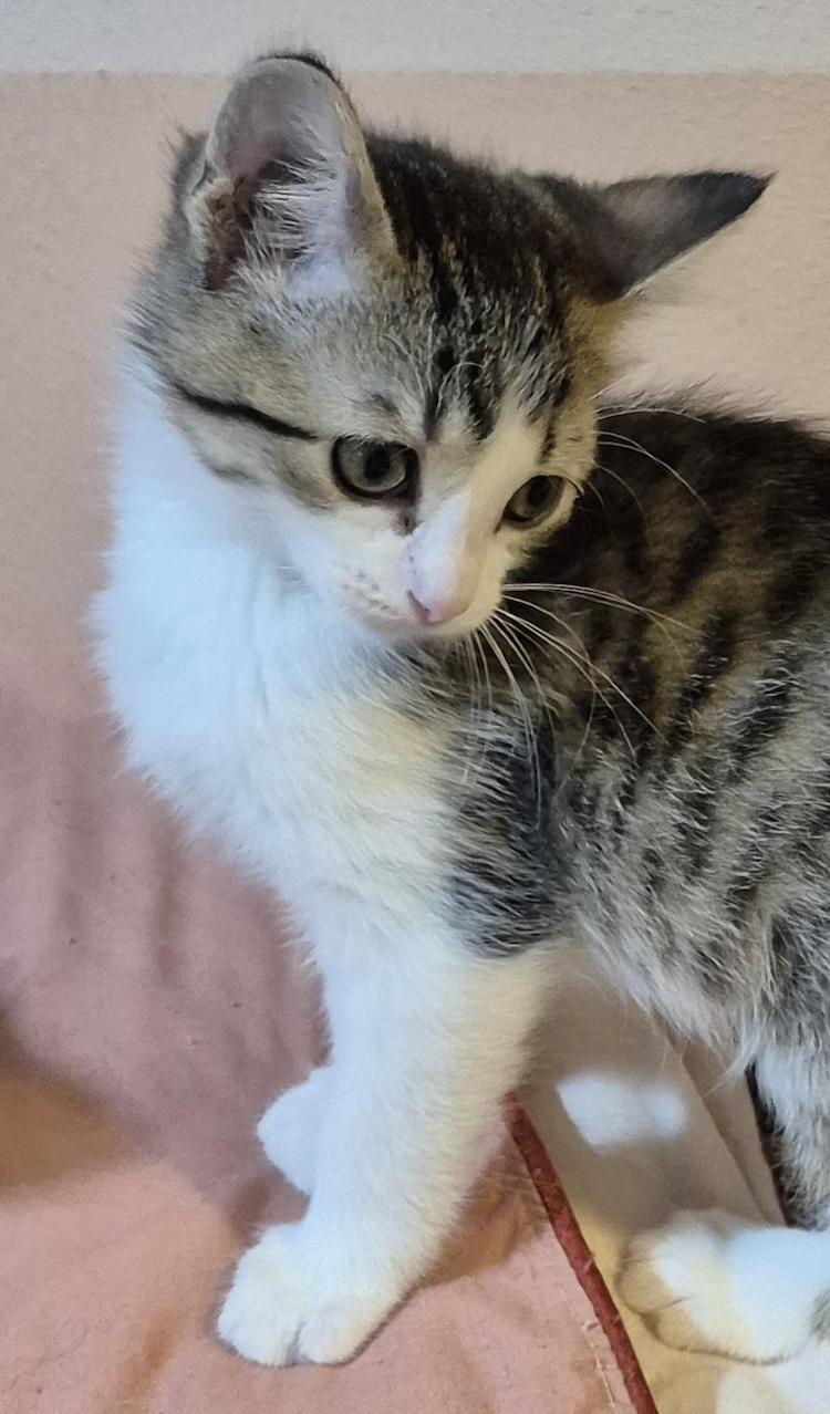 Milwaukee Record Cat Of The Week: Fia | Milwaukee Record