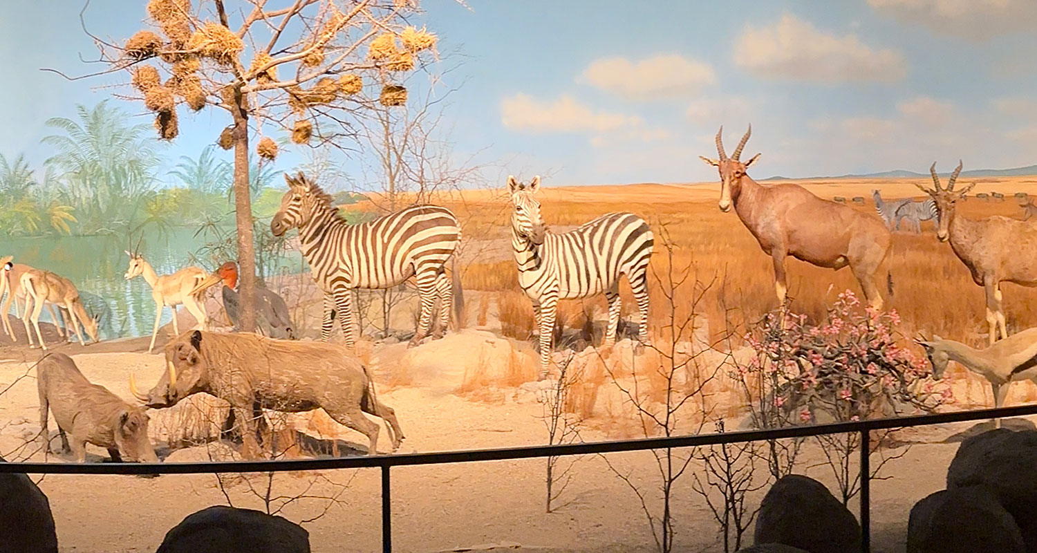 Milwaukee Public Museum will “deinstall” more objects next week
