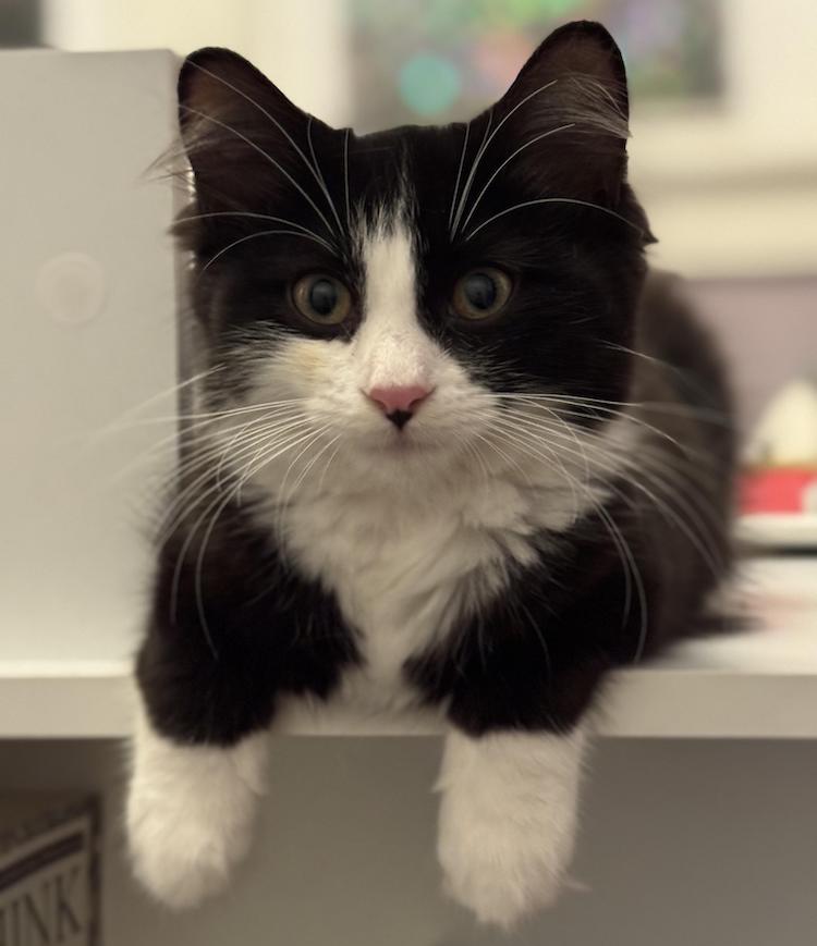 Milwaukee Record Cat Of The Week: Dot E | Milwaukee Record