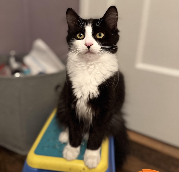 Milwaukee Record Cat Of The Week: Dot E | Milwaukee Record