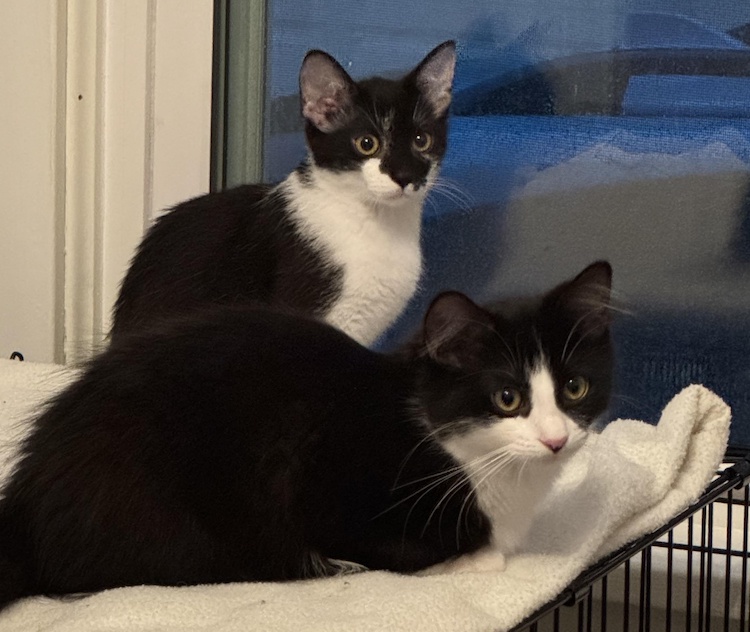 Milwaukee Record Cat Of The Week: Dot E | Milwaukee Record