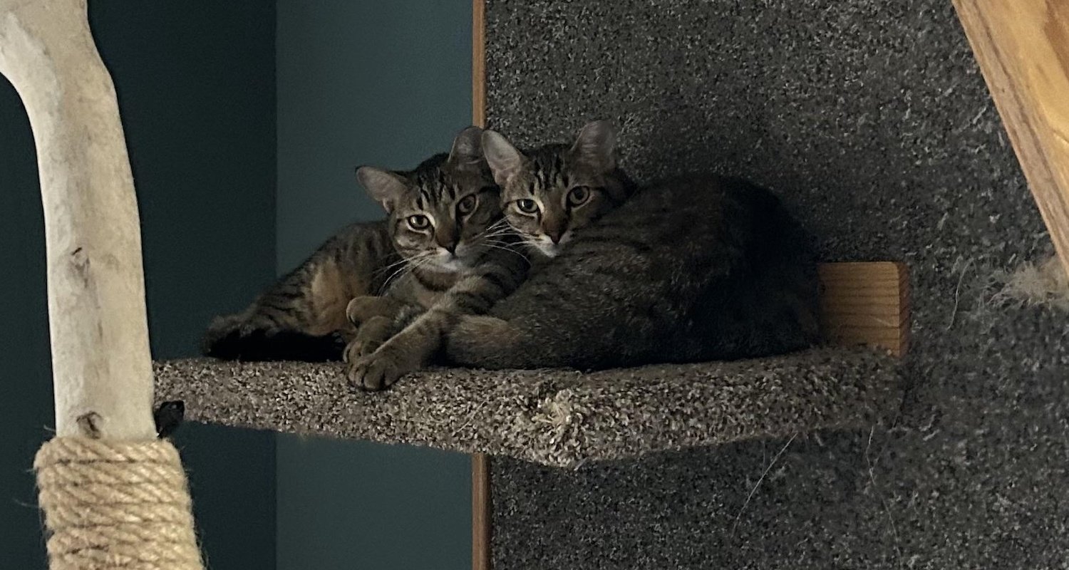 Milwaukee Record Cats Of The Week: Phoenix and Rebel