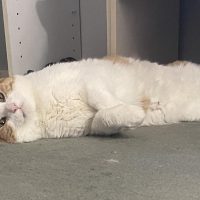 Milwaukee Record Cat Of The Week: Cheeto