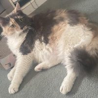 Milwaukee Record Cat Of The Week: Large Marge