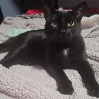 Milwaukee Record Cat Of The Week: Pipsqueak