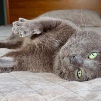 Milwaukee Record Cat Of The Week: Smokey