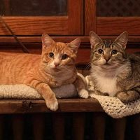 Milwaukee Record Cat Of The Week: George and Bud