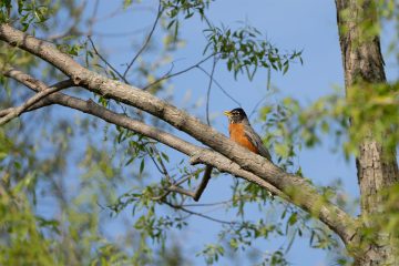American Robin