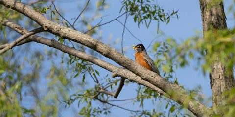 American Robin