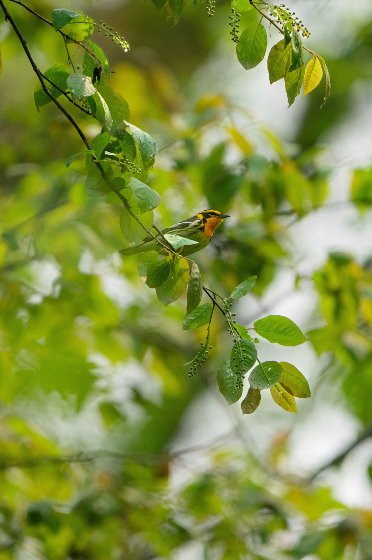 Blackburnian Warbler