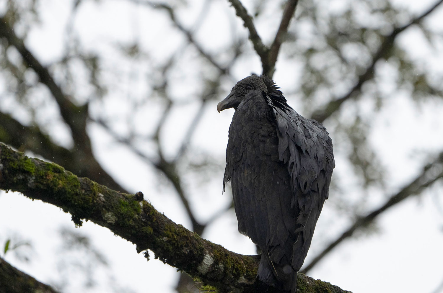 Black Vulture