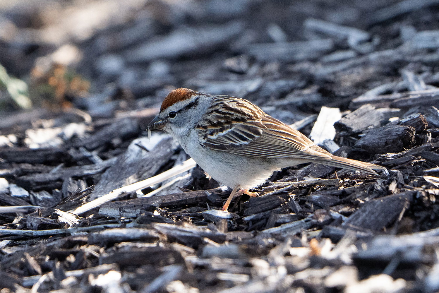 Chipping Sparrow with insect