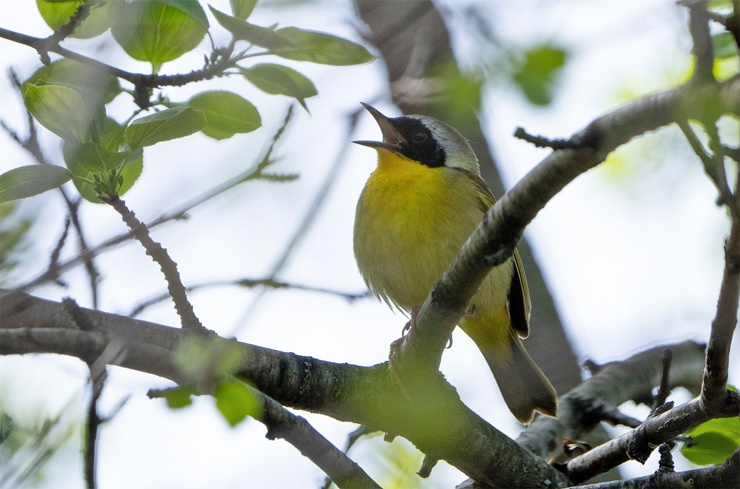 Common Yellowthroat