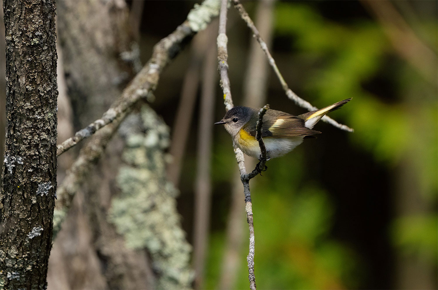 Female American Redstart