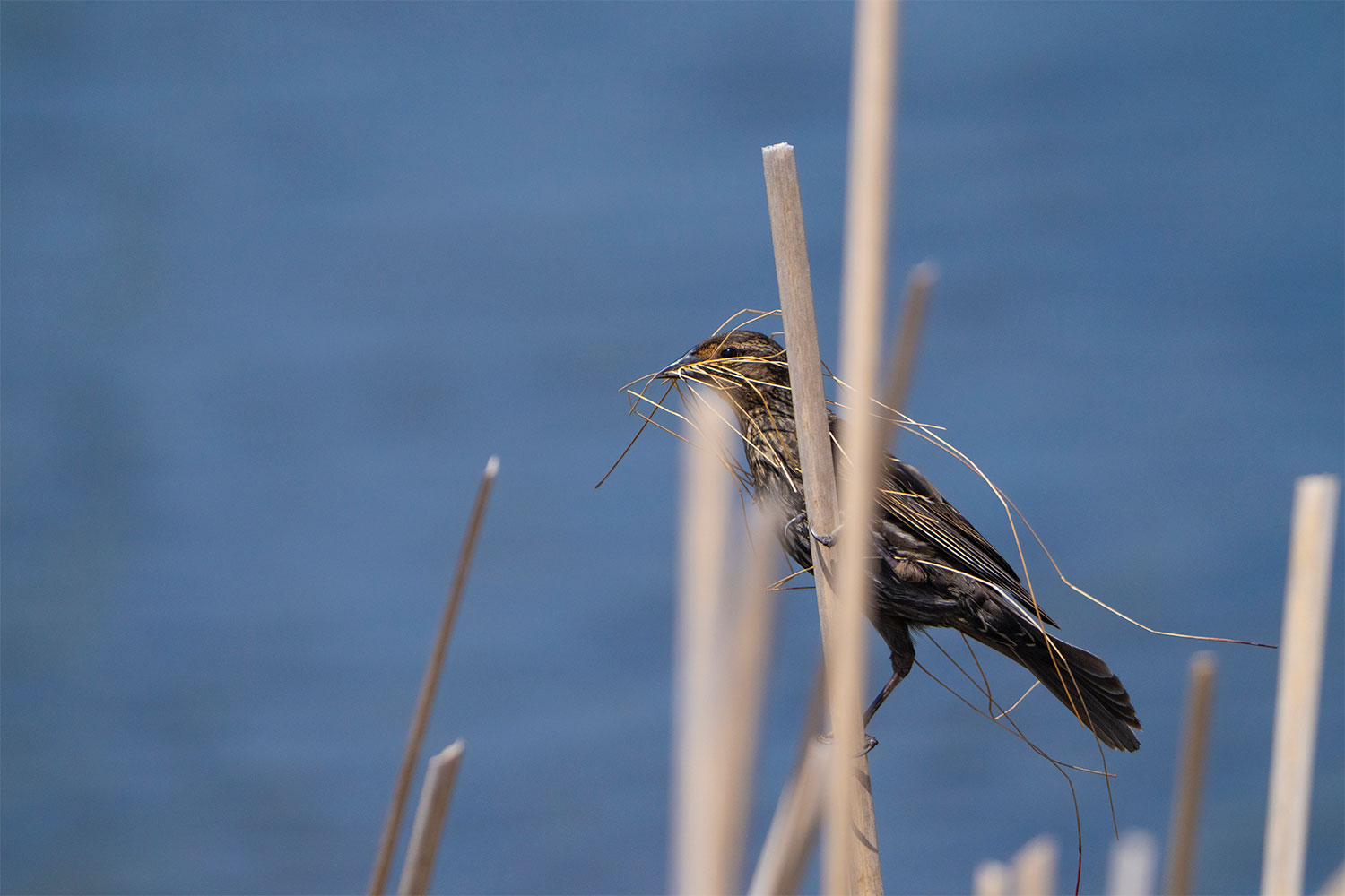 Female Red-winged Blackbird holding nesting material