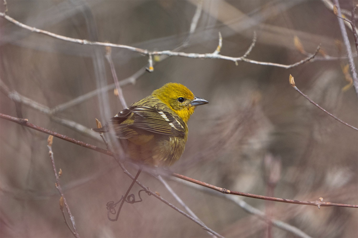 Female Flame-colored Tanager
