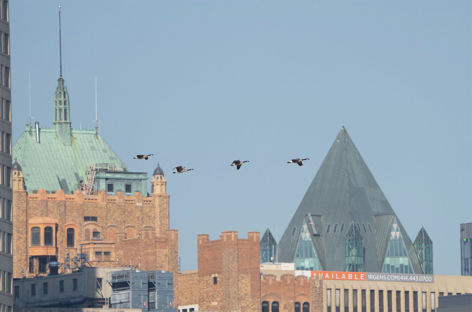 Canada Geese in flight over Milwaukee