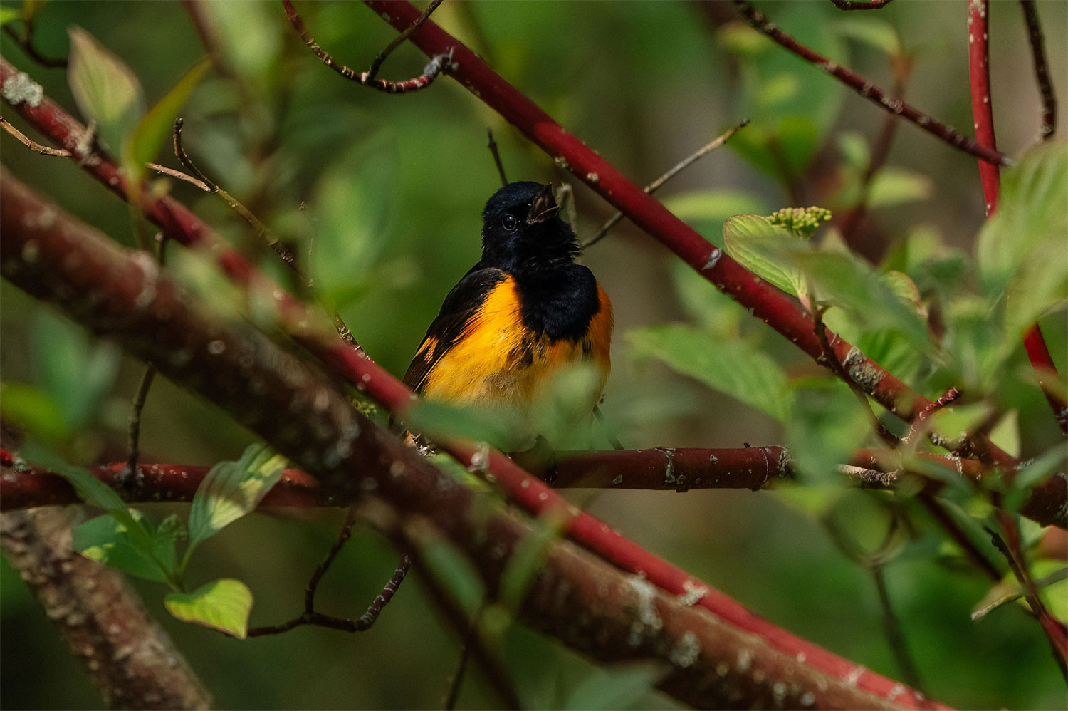 Male American Redstart