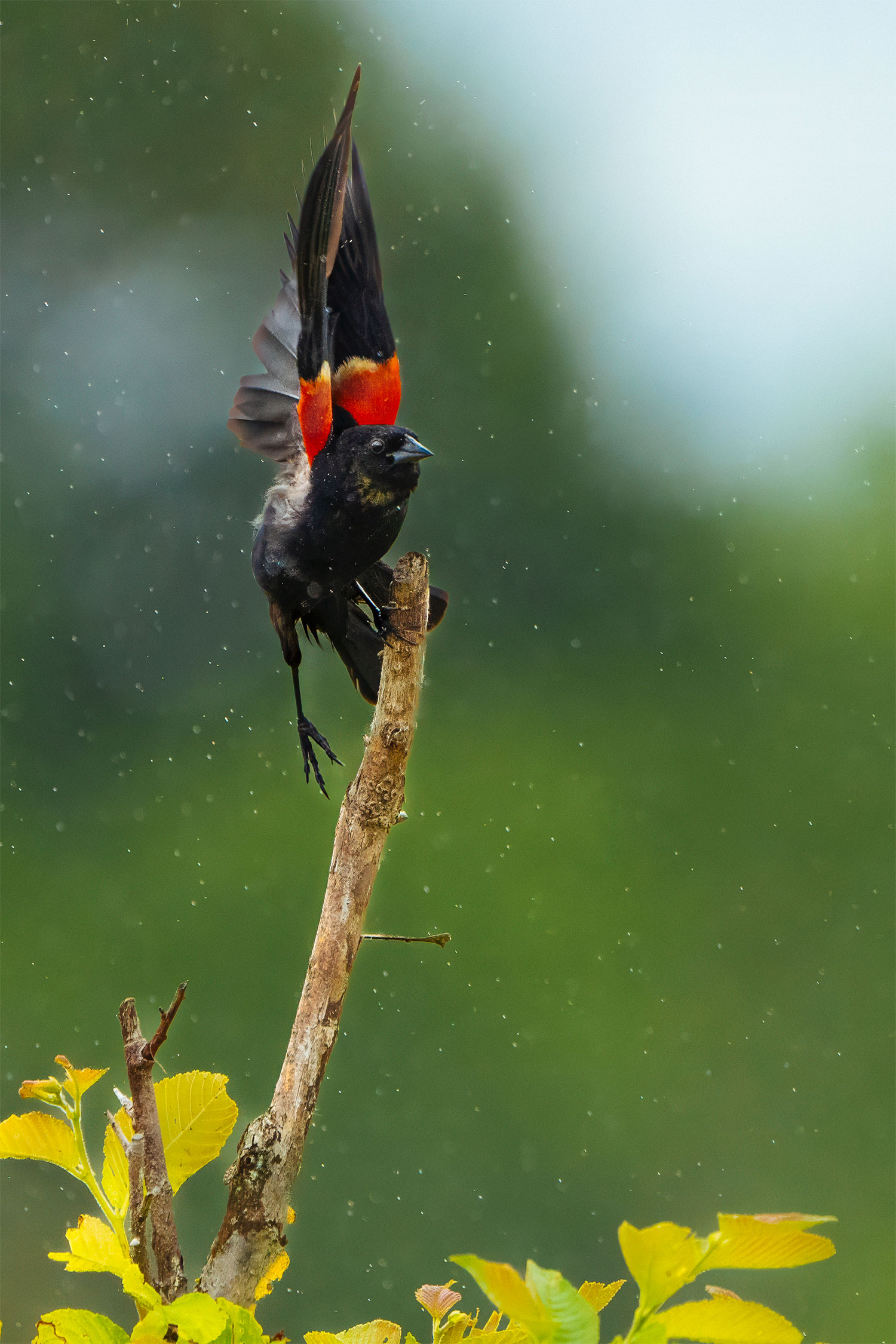 Male Red-winged Blackbird