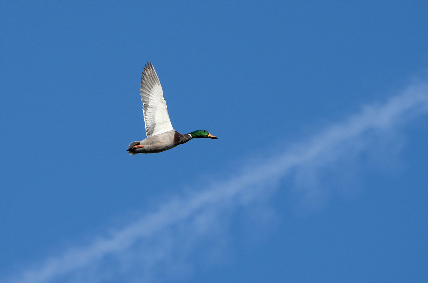 Male Mallard in flight