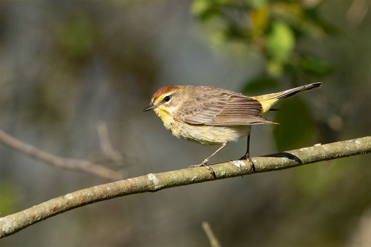 Palm Warbler