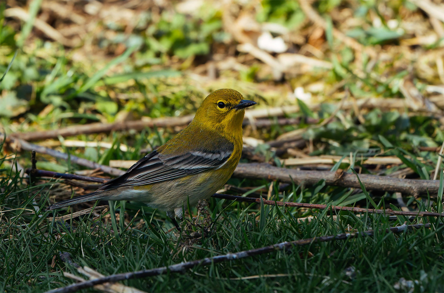 Pine Warbler