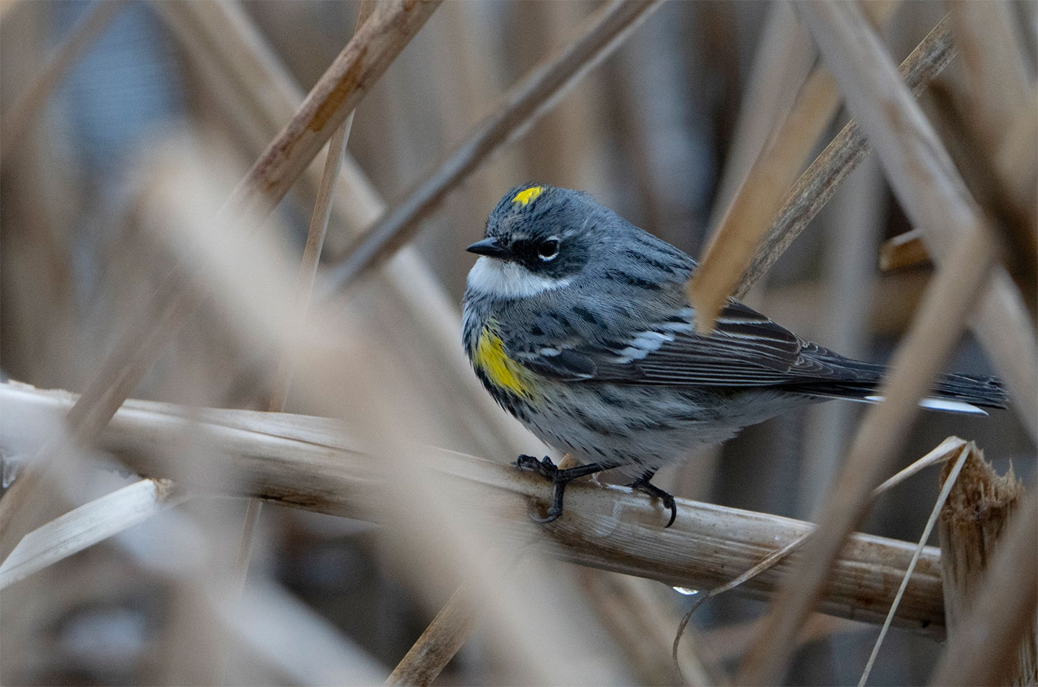 Yellow-rumped Warbler