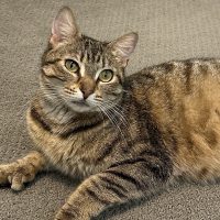 Milwaukee Record Cat Of The Week: Mrs. Butterworth