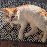 Milwaukee Record Cat Of The Week: Magic Bruno