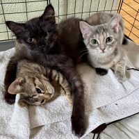 Milwaukee Record Cats Of The Week: The Breakfast Club