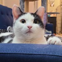 Milwaukee Record Cat Of The Week: Cici