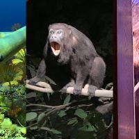 More Milwaukee Public Museum dioramas, items will be ‘deinstalled’ this summer