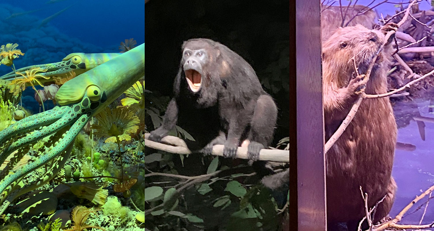 More Milwaukee Public Museum dioramas, items will be ‘deinstalled' this summer