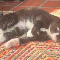 Milwaukee Record Cat Of The Week: Lock