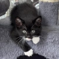 Milwaukee Record Cat Of The Week: Wolski