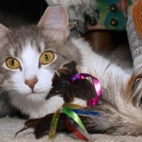 Milwaukee Record Cat Of The Week: Buttons