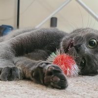 Milwaukee Record Cat Of The Week: Doris