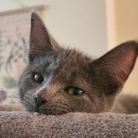 Milwaukee Record Cat Of The Week: Hocus Pocus